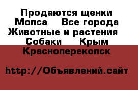 Продаются щенки Мопса. - Все города Животные и растения » Собаки   . Крым,Красноперекопск